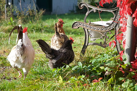 Pasqua, Gallo, galline, panchina, autunno, molle, gallina, animali, uccello, animale, temi animali, pollo - uccello, vertebrato, gruppo di animali, pollo, animali domestici, bestiame, pianta, natura, erba, domestico, animale maschio, mammifero, giorno, nessuno, cortile anteriore o posteriore, all'aperto, 4K, CC0, dominio pubblico, privo di copyright