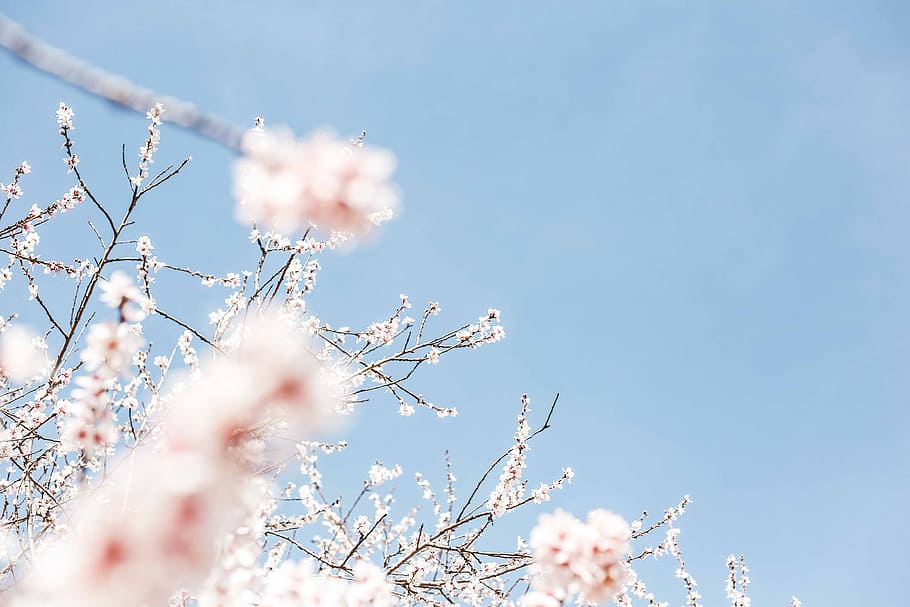 Weiß, blühender Baum, tagsüber, Rosa, Kirsche, Blüten, Kirschblüten, blauer Himmel, Baum, Frühling, Ast, blühen, Natur, Jahreszeit, Winter, Blau, Blume, Pflanze, Himmel, draußen, Schnee, Schönheit in der Natur, Nahansicht, Frost, Tag, Farbbild, Hintergründe, kalte Temperatur, Frische, Zerbrechlichkeit, blühende Pflanze, Wachstum, Verletzlichkeit, Flachwinkelansicht, keine Leute, pinke Farbe, Kirschblüte, Kirschbaum, Blütenkopf, Weichheit, 5K