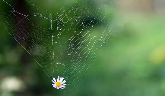 selektif, fotografi fokus, menurunkan, laba-laba, web, fokus selektif, fotografi, jaring laba-laba, bunga, doyan, alam, makro, embun, merapatkan, penurunan, warna hijau, rumput, di luar rumah, serangga, menanam, arakhnida, musim panas, kerapuhan, fokus pada latar depan, kerentanan, tema binatang, hewan, keindahan di alam, invertebrata, tidak ada orang, satu binatang, hari, satwa liar hewan, arthropoda, kompleksitas, 4K, CC0, domain publik, bebas royalti