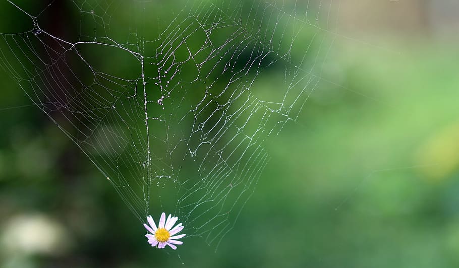 selektiv, fokus fotografering, nederste, edderkop, web, selektiv fokusering, fotografering, edderkoppespind, blomst, hooked, natur, makro, dug, tæt på, dråbe, grøn farve, græs, udendørs, insekt, plante, arachnid, sommer, skrøbelighed, fokus på forgrunden, sårbarhed, dyre temaer, dyr, skønhed i naturen, hvirvelløse, ingen mennesker, et dyr, dag, dyreliv, leddyr, kompleksitet, 4K