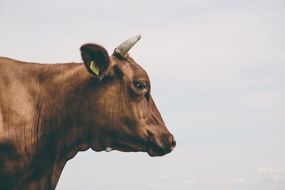 Marrone, mucca, vista laterale, mucca marrone, lato, vista, animali, animale, natura, mammifero, all'aperto, erba, un animale, temi animali, fauna selvatica, animali allo stato selvatico, giorno, animali domestici, domestico, cielo, vertebrato, bestiame, parte del corpo animale, avvicinamento, ritratto, nessuno, analizzare, cercare, guardare, guardando lontano, testa di animale, vista profilo, erbivoro, occhio animale, 5K