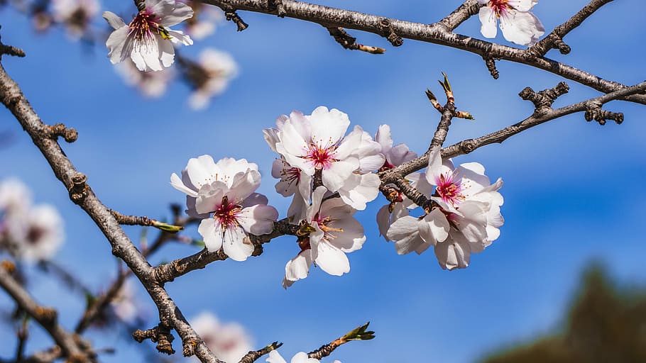 foto macro, blanc, flors, arbre, cirera, branca, flor, naturalesa, temporada, brot, pètal, floració, jardí, frescor, a l'aire lliure, arbre fruiter, cel blau, primavera, fruita, menjar, arbres fruiters, fulles, saludable, planta, planta amb flors, bellesa a la natura, fragilitat, creixement, vulnerabilitat, cap de flor, inflorescència, primer pla, ametller, dia, Color blanc, pol·len, flor de cirerer, cap gent, cirerer, 5K