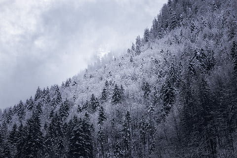 verde, pini, acoperit, nor, în tonuri de gri, copaci, Munte, pădure, zăpadă, copac, iarnă, coastă de deal, deal, rece, austrium, plantă, frumusețe în natură, temperatura rece, Brad, teren, conifer, scenice - natura, natură, scenă non-urbană, nici o persoana, mediu inconjurator, liniște, cer, pini de pădure, în aer liber, copac vesnic verde, un munte acoperit de zăpadă, ninsorile, 5K, CC0, domeniu public, fără drepturi de autor