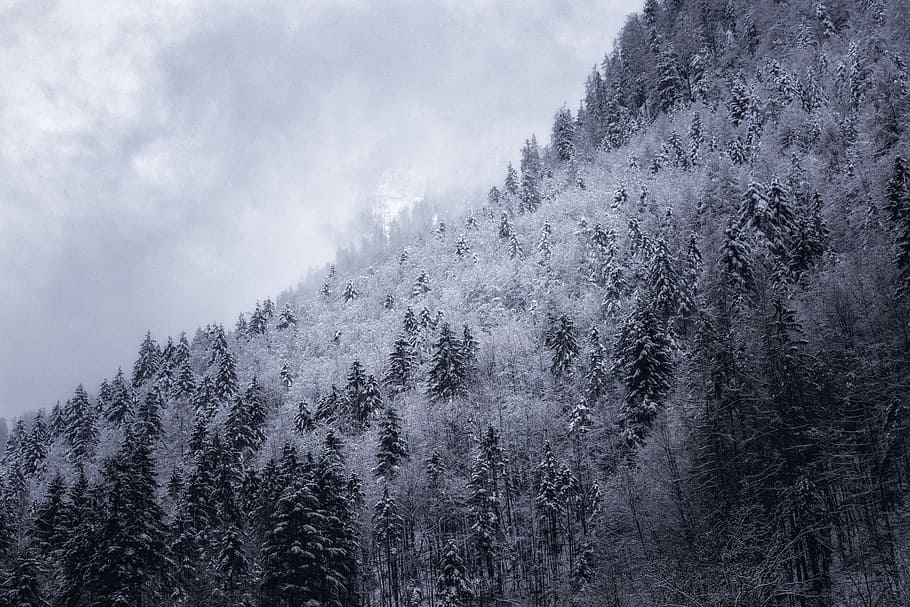 zelená, borovice, pokryté, mrak, fotografie ve stupních šedi, stromy, hora, les, sníh, strom, zimní, stráň, kopec, Studený, austrium, rostlina, krása v přírodě, studená teplota, přistát, jehličnatého stromu, scenics - příroda, Příroda, mimoměstské scény, nikdo, životní prostředí, klid, nebe, borové lesy, venku, vždy zelený strom, zasněžené hory, sněží, 5K