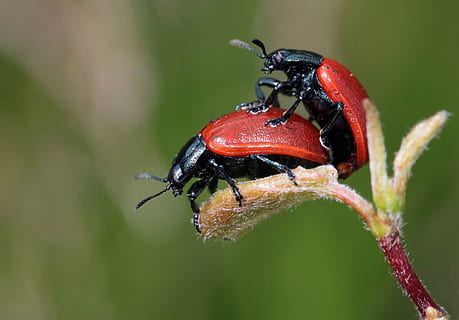 ตื้น, มุ่งเน้นการถ่ายภาพ, สอง, สีแดง, ladybugs, เต่าทอง, ด้วง, แมลง, ธรรมชาติ, หยด, น้ำฝน, Dewdrop, ฤดูร้อน, แมโคร, มาโครด้วง, การทำสำเนา, ปลูก, สีเขียว, ใบไม้, หญ้าสีเขียว, ภาพแมลง, แดงสด, ความแตกต่าง, ภาพถ่ายมาโคร, การถ่ายภาพมาโคร, การจับคู่, มาโครแมลง, ปิด, สัตว์, ใกล้ชิด, สัตว์ที่ไม่มีกระดูกสันหลัง, สัตว์ในป่า, สัตว์ป่า, ธีมสัตว์, สัตว์หนึ่งตัว, มุ่งเน้นไปที่เบื้องหน้า, วัน, ไม่มีคน, ส่วนของพืช, สัตววิทยา, สีดำ, กลางแจ้ง, 2K, CC0, โดเมนสาธารณะ, ค่าลิขสิทธิ์ฟรี
