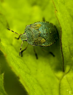 insekt, grøn, Hej, makro, nuttet, skjold, bille, dyreliv, sommer, blad, plante, vild, fauna, lille, dyr, natur, have, tæt, farve, liv, tjørn, shieldbug, et dyr, hvirvelløse, grøn farve, dyre temaer, dyr i naturen, tæt på, selektiv fokusering, ingen mennesker, plante del, dyr kropsdel, dag, zoologi, udendørs, dyr øje, 2K, CC0, offentligt domæne, royaltyfrie