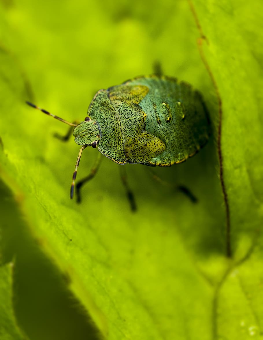 error, verd, Hola, macro, bonic, escut, escarabat, insecte, vida salvatge, estiu, full, planta, salvatge, fauna, petit, animal, naturalesa, jardí, tancar, color, la vida, arç blanc, shieldbug, un animal, invertebrat, fauna animal, color verd, temes d'animals, animals a la natura, primer pla, enfocament selectiu, cap gent, part de la planta, part del cos dels animals, dia, zoologia, a l'aire lliure, ull d’animals, 2K
