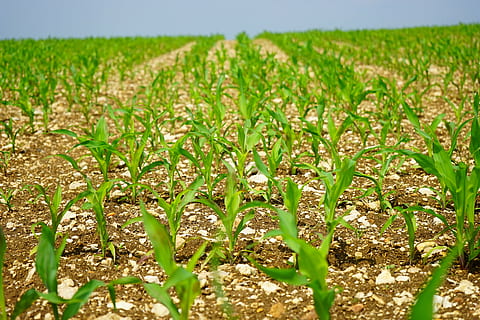 Grün, Maispflanze Feld, Kornfeld, Mais, Feld, Acker-, junge Pflanzen, frisch, Landwirtschaft, Pflanzen, Lebensmittel, Futtermais, Maispflanze, Pflanze, jung, Anbau, Agrarwirtschaft, Natur, wachsen, Samen, Aussaat, schießt, Wachstum, Land, grüne Farbe, Ernte, ländliche Szene, Landschaft, Bauernhof, Schönheit in der Natur, Getreidepflanze, keine Leute, Ruhe, Umgebung, Tag, Szenen - Natur, Sonnenlicht, selektiver Fokus, draußen, Plantage, Oberflächenniveau, 5K, CC0, gemeinfrei, lizenzfrei