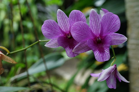 orquídies, macro, florir, botànica, porpra, planta amb flors, flor, planta, frescor, vulnerabilitat, fragilitat, pètal, bellesa a la natura, inflorescència, primer pla, cap de flor, creixement, naturalesa, centrar-se en primer pla, cap gent, pol·len, dia, 4K, CC0, domini públic, lliure de regalies