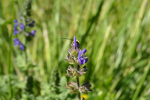 ape, fiore, primavera, impollinazione, Prato, insetto, bombo, saggio, viola, natura, crescita, pianta, fragilità, pianta fiorita, vulnerabilità, bellezza nella natura, freschezza, avvicinamento, petalo, un animale, temi animali, invertebrato, nessuno, lavanda, animale, animali allo stato selvatico, testa di fiore, 1080P, CC0, dominio pubblico, privo di copyright