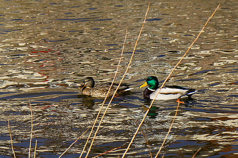 aigües, llac, ocell, bassal, riu, fauna animal, animal, temes d'animals, vertebrats, aigua, animals a la natura, ànec, cap gent, grup d’animals, aus de corral, nedar, dia, ànec real, dos animals, animal masculí, naturalesa, ocell aquàtic, a l'aire lliure, flotant a l'aigua, família d’animals, 2K, CC0, domini públic, lliure de regalies