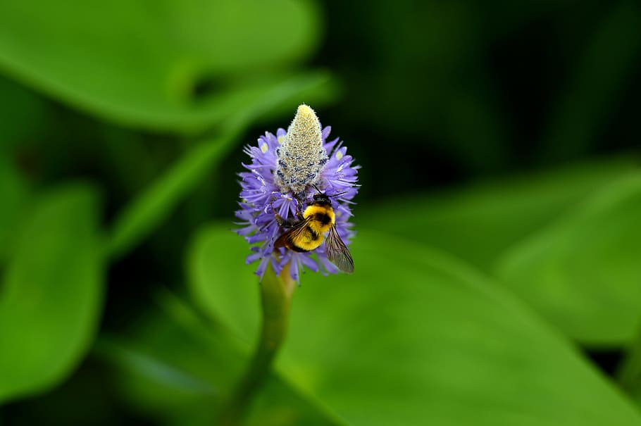 primer pla, foto, porpra, flor petalada, selectiu, focalitzar la fotografia, groc, negre, abella, flor, abella petita, bumble bee, planta, full, naturalesa, macro, estiu, color verd, flor única, insecte, bellesa a la natura, a l'aire lliure, un animal, fragilitat, creixement, planta amb flors, animals a la natura, animal, temes d'animals, invertebrat, fauna animal, vulnerabilitat, pètal, frescor, cap de flor, cap gent, polinització, Abellot, pol·len, 4K