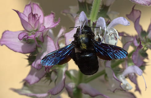 пчела, рейс, опыление, Insecta, цветок, природа, животные темы, животное, насекомое, беспозвоночный, одно животное, цветущее растение, дикая природа животных, животные в дикой природе, завод, крупный план, хрупкость, лепесток, уязвимость, свежесть, красота в природе, головка цветка, рост, нет людей, крыло животного, пурпурный, пыльца, 2K, CC0, общественное достояние, роялти бесплатно