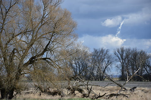 flod, eng, landskab, træer, efterår, flod, eng, bare træ, træ, dag, natur, udendørs, sky - himmel, plante, himmel, jord, scenics - natur, ro, rolig scene, skønhed i naturen, ingen mennesker, afdeling, ikke-urbane scene, miljø, Mark, sollys, død plante, tørt klima, 4K, CC0, offentligt domæne, royaltyfrie