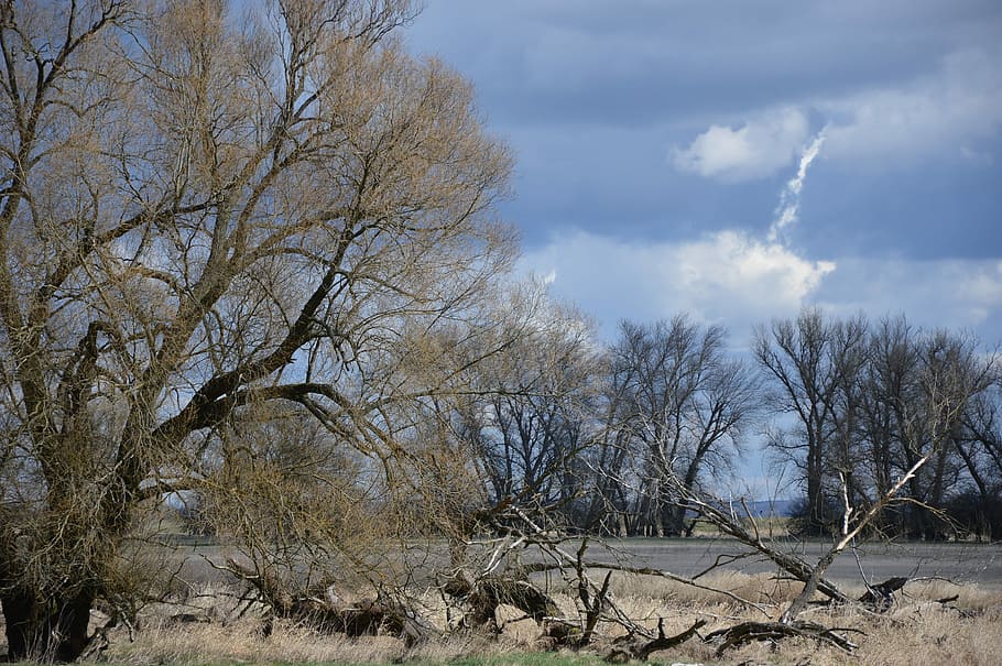 flod, eng, landskab, træer, efterår, flod, eng, bare træ, træ, dag, natur, udendørs, sky - himmel, plante, himmel, jord, scenics - natur, ro, rolig scene, skønhed i naturen, ingen mennesker, afdeling, ikke-urbane scene, miljø, Mark, sollys, død plante, tørt klima, 4K