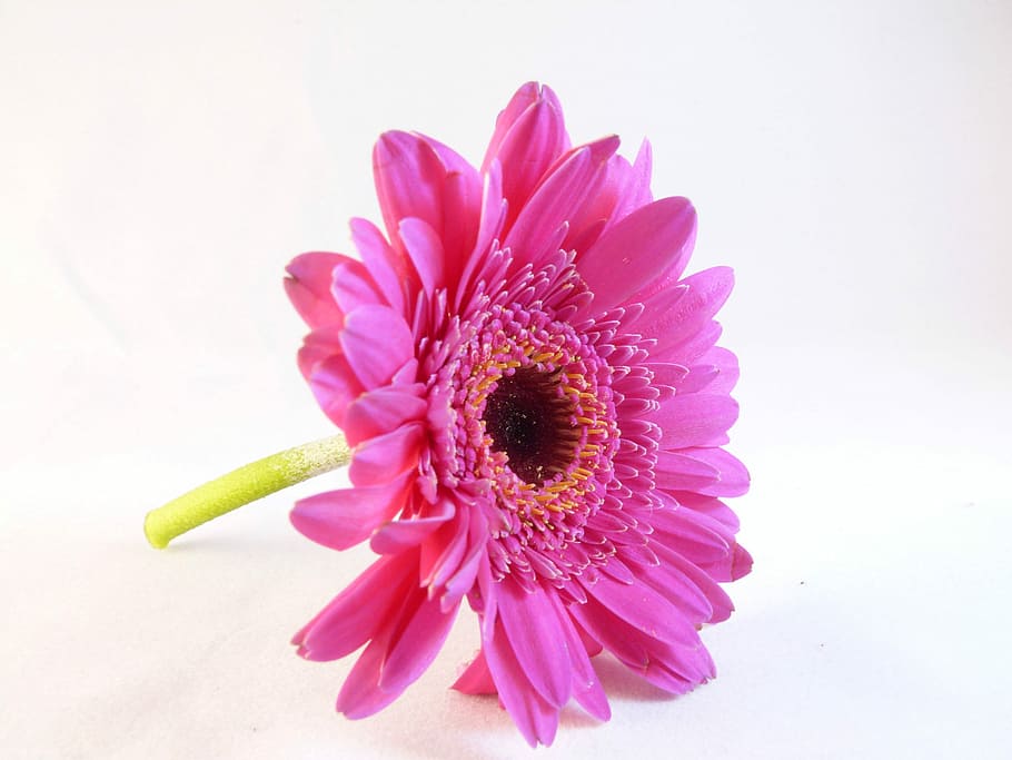 flor, flora, macro, blanc, rosa, encantador, bonic, gerbera daisy, color rosa, naturalesa, margarida, primer pla, pètal, planta, flor única, cap de flor, porpra, bellesa a la natura, flors, estiu, fragilitat, planta amb flors, frescor, inflorescència, vulnerabilitat, creixement, pol·len, tir de l'estudi, fons blanc, cap gent, a l'interior, 2K
