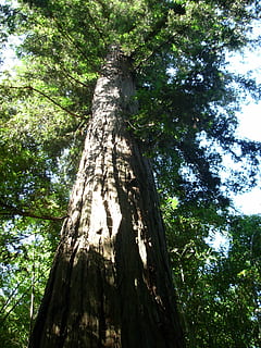 Sequoia, træ, natur, plante, træstamme, bagagerum, lav vinkel visning, vækst, dag, ingen mennesker, jord, Skov, sollys, bark, skønhed i naturen, udendørs, ro, høj - høj, grøn farve, himmel, træ baldakin, direkte under, høj, 2K, CC0, offentligt domæne, royaltyfrie