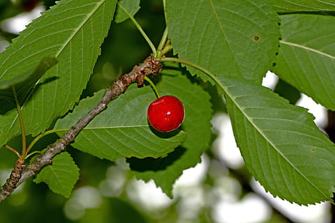 cereja, baga, árvore, natureza, selvagem, Comida, doce, ramo, temporada, fresco, jardim, abril, verão, folha, fruta, primavera, jardinagem, meio Ambiente, colheita, escolher, orgânico, crescimento, saudável, agricultura, Fazenda, crescer, pequeno, maduro, cru, parte da planta, comida e bebida, Alimentação saudável, cor verde, plantar, fechar-se, frescura, ninguém, vermelho, bem-estar, dia, frutos de baga, ao ar livre, beleza na natureza, 4K, CC0, domínio público, royalty free