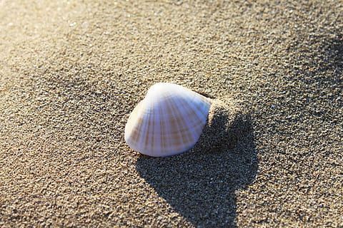 white, seashell, sand, beach, seashore, shell, land, animal shell, nature, sunlight, animal wildlife, close-up, no people, day, beauty in nature, animal, textured, high angle view, animal themes, animals in the wild, sea, outdoors, marine, pebble, 2K, CC0, public domain, royalty free
