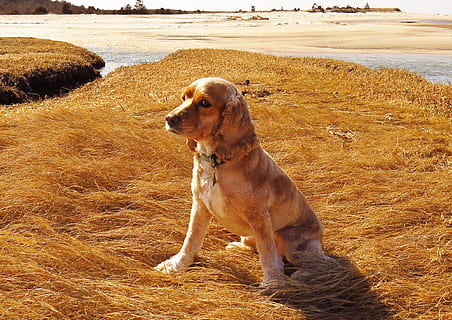 Erwachsene, bräunen, Cocker Spaniel, Sitzung, braun, Gras, tagsüber, Hund, Strand, Cape Cod, Cocker, Eckzahn, Spaniel, Hündchen, Haustier, Tier, inländisch, Säugetier, jung, bezaubernd, draußen, Pelz, ein Tier, Haustiere, Tierthemen, Wirbeltier, Land, suchen, Wegschauen, Tag, Natur, keine Leute, Feld, Wasser, Mund offen, 1080P, CC0, gemeinfrei, lizenzfrei