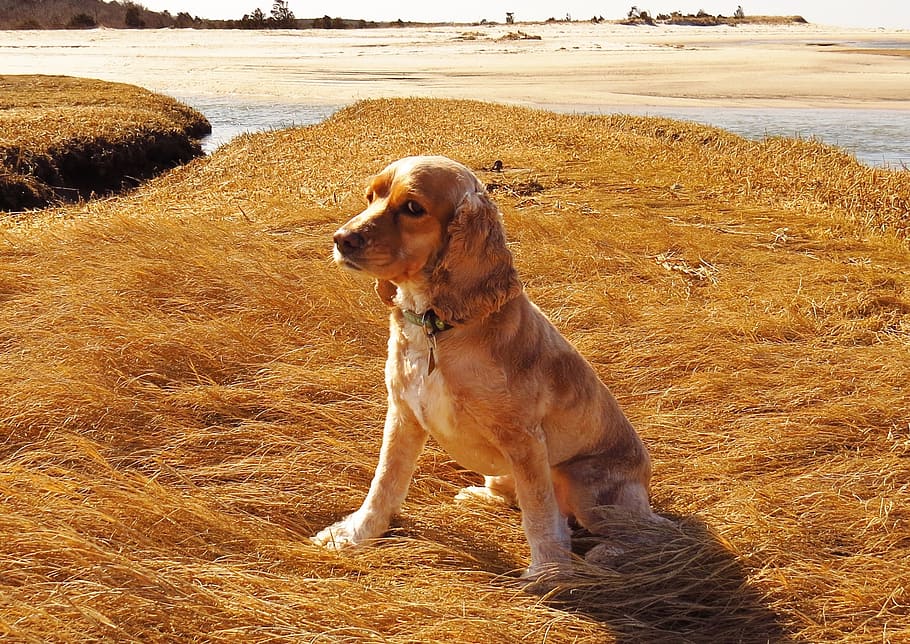 adult, bronzejat, cocker spaniel, assegut, marró, herba, durant el dia, gos, platja, bacallà de capa, cocker, caní, spaniel, cadell, mascota, animal, nacional, mamífer, jove, adorable, a l'aire lliure, pell, un animal, mascotes, temes d'animals, animals domèstics, vertebrats, terra, mirant, mirant cap a fora, dia, naturalesa, cap gent, camp, aigua, boca oberta, 1080P