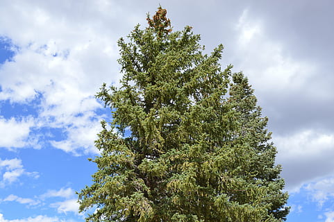 pi, corona d’arbre, cel, núvol, de fulla perenne, núvol - cel, arbre, planta, vista d’angle baix, creixement, bellesa a la natura, cap gent, dia, naturalesa, tranquil·litat, color verd, a l'aire lliure, arbre de coníferes, llum solar, blau, branca, escena tranquil·la, escenics - natura, arbre d’arbre, 5K, CC0, domini públic, lliure de regalies