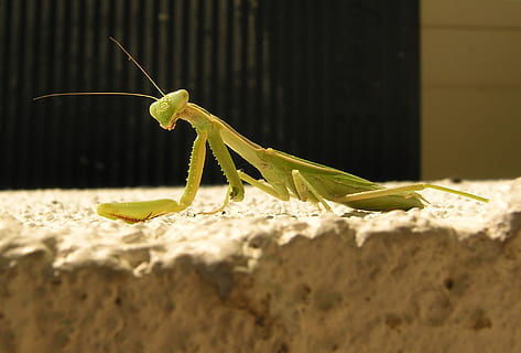 bug, stick, insect, legs, eyes, spring, cute, green, praying Mantis, animal, nature, carnivore, wildlife, invertebrate, arthropod, close-up, animal wildlife, animal themes, animals in the wild, one animal, no people, selective focus, animal body part, day, sunlight, green color, animal antenna, grasshopper, outdoors, focus on foreground, 1080P, CC0, public domain, royalty free