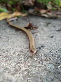 natter, animals, bosc, llangardaix, naturalesa, animal, rèptil, primer pla, enfocament selectiu, cap gent, dia, un animal, temes d'animals, fauna animal, animals a la natura, a l'aire lliure, gasteròpode, invertebrat, terra, sec, caient, planta, sòlid, camp, mol·lusc, nivell superficial, 1080P, CC0, domini públic, lliure de regalies
