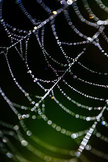 pavoučí síť, bokeh, rosa, web, Příroda, pavouk, hmyz, pavučina, vzor, síť, makro, přírodní, zelená, venkovní, pavoukovec, pokles, volně žijících živočichů, les, past, voda, hedvábí, divoký, životní prostředí, design, vlákno, spojení, zvíře, textura, barva, detail, zaměřit se na popředí, rostlina, krása v přírodě, nikdo, zelená barva, list, křehkost, rostlinné části, zranitelnost, růst, selektivní zaměření, pozadí, přírodní vzor, den, celý rám, listy, 5K, CC0, veřejná doména, bez autorských práv