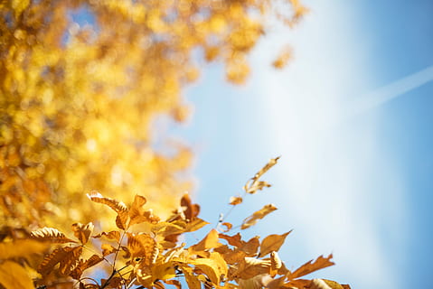 żółty, leafed, treee, niebieski, niebo, odchodzi, Natura, liść, spadek, niebieskie niebo, jesień, roślina, część rośliny, piękno natury, zmiana, drzewo, kolor pomarańczowy, wzrost, żadnych ludzi, światło słoneczne, liść klonu, na dworze, dzień, niski kąt widzenia, rolnictwo, Klon, stan naturalny, jesienna kolekcja, 5K, CC0, domena publiczna, darmowe zdjęcia