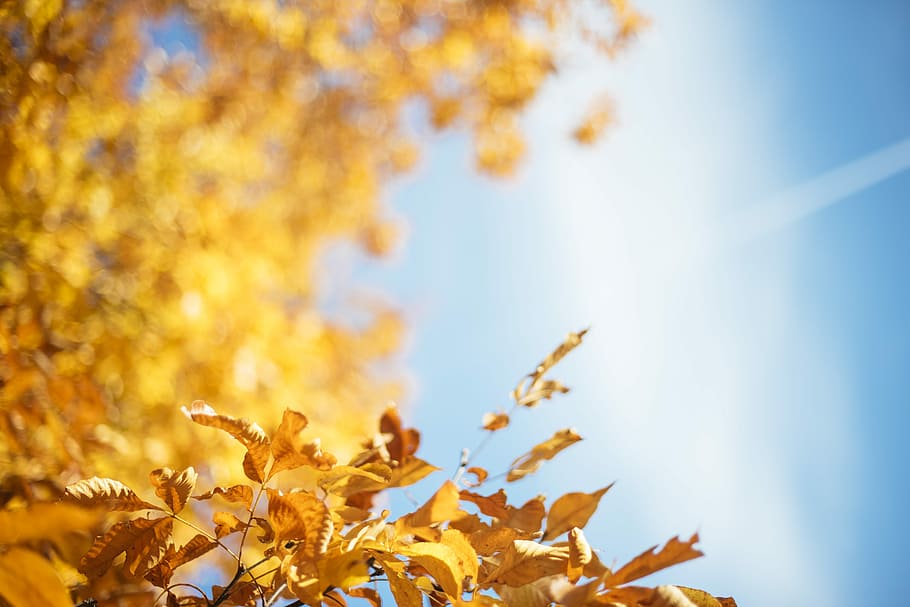 groc, fulles, treee, blau, cel, cels, naturalesa, full, caure, cel blau, tardor, planta, part de la planta, bellesa a la natura, canvi, arbre, color taronja, creixement, cap gent, llum solar, fulla d'auró, a l'aire lliure, dia, vista d’angle baix, agricultura, arbre d'auró, condició natural, col·lecció de tardor, 5K