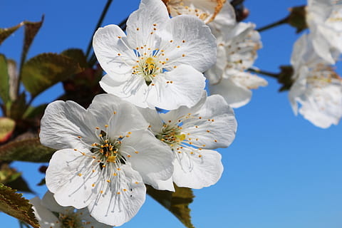 fechar-se, foto, branco, flores, cereja, fruta, árvore, Itália, italiano, doce, perfume, pétalas, Primavera, flores da primavera, verde, arvores, cor verde, colorida, abelha, prato, polinização, céu, natureza, plantas, silêncio, Flor de cerejeira, planta com flores, plantar, fragilidade, frescura, vulnerabilidade, cor branca, pétala, beleza na natureza, inflorescência, cabeça de flor, crescimento, pólen, Flor, ninguém, dia, ao ar livre, Árvore de cereja, 5K, CC0, domínio público, royalty free
