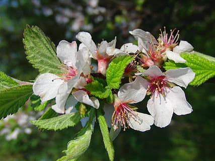 cirera, florir, primavera, pot, Flors de cirerer, flors blanques, flors, naturalesa, blanc, jardí, primer pla, les fulles de la branca, naturalesa viva, pètals blancs, planta, arbre amb flors, dacha, flor, planta amb flors, creixement, fragilitat, bellesa a la natura, vulnerabilitat, frescor, pètal, cap de flor, inflorescència, centrar-se en primer pla, pol·len, Color blanc, cap gent, dia, estambres, a l'aire lliure, flor de cirerer, 1080P, CC0, domini públic, lliure de regalies