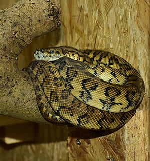 python, snake, carpet python, constrictor, reptile, animal, close, scale, beauty, foraging, creature, terrarium, graceful, exotic, noble, pattern, portrait, colorful, animal portrait, one animal, animal themes, animal wildlife, animals in the wild, vertebrate, no people, curled up, close-up, animal body part, poisonous, communication, sign, nature, animal scale, day, warning sign, wood - material, zoo, animal head, 1080P, CC0, public domain, royalty free