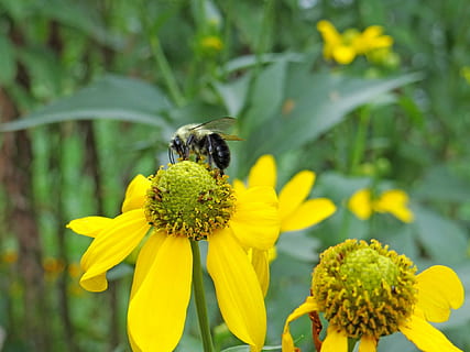 mehiläinen, pollinating, työntekijä, hyönteinen, siitepöly, pölytys, pölyttää, kukka-, kasvi, luonnollinen, kukka, kukinta, terälehti, kasvitieteellinen, orgaaninen, varsi, kasvitiede, yrtti, maatalous, ulkona, ympäristö, wildflower, puun lehti, puutarhanhoito, kasvillisuus, luonto, keltainen, hunaja, kesä, hunajamehiläinen, lähikuva, hauraus, alttius, selkärangaton, tuoreus, eläinten villieläimet, eläinten teemoja, kauneus luonnossa, kukka pää, yksi eläin, eläin, eläimiä, kasvu, kukinto, ei ihmisiä, Kimalaiset, 1080P, CC0, public domain, rojaltivapaa
