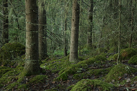 Grün, Wald, tagsüber, Baumstämme, Bauholz, Holz, Wildnis, Natur, still, Bürste, Moos, Dickicht, ländlich, szenisch, Landschaft, Land, Baum, draußen, szenen, Blatt, Baumstamm, Kofferraum, Pflanze, Wachstum, Ruhe, Schönheit in der Natur, ruhige Szene, grüne Farbe, keine Leute, Szenen - Natur, Nicht-städtische Szene, Tag, Fernbedienung, üppiges Laub, 1080P, CC0, gemeinfrei, lizenzfrei