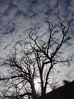 arbre, hivern, fred, naturalesa, cel, arbres d’hivern, febrer, arbre nu, núvol - cel, silueta, branca, planta, vista d’angle baix, cap gent, bellesa a la natura, tranquil·litat, a l'aire lliure, escenics - natura, llum solar, dia, sol, escena tranquil·la, terra, 4K, CC0, domini públic, lliure de regalies