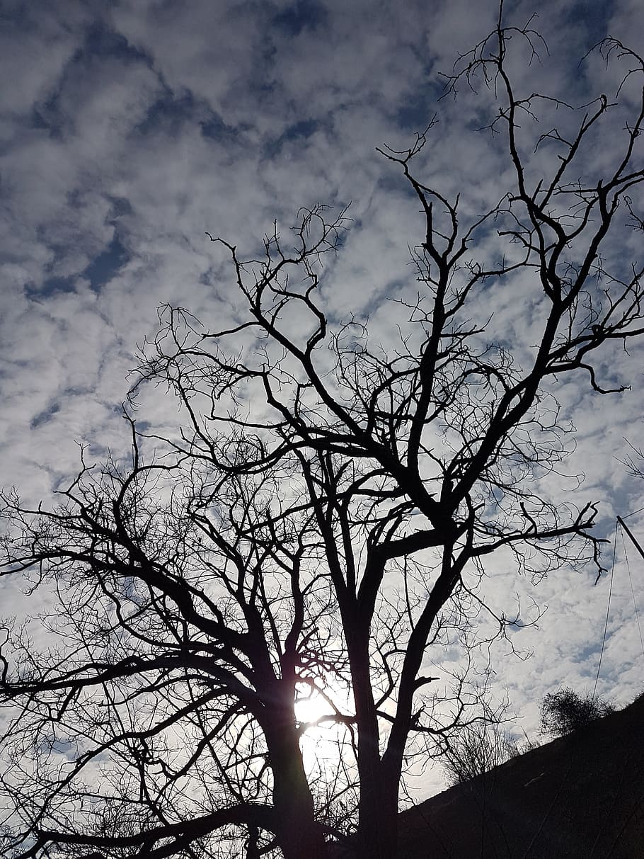 arbre, hivern, fred, naturalesa, cel, arbres d’hivern, febrer, arbre nu, núvol - cel, silueta, branca, planta, vista d’angle baix, cap gent, bellesa a la natura, tranquil·litat, a l'aire lliure, escenics - natura, llum solar, dia, sol, escena tranquil·la, terra, 4K