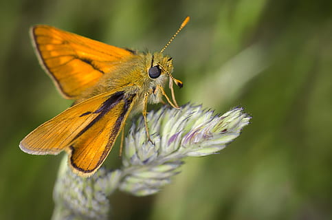grunt, fokus fotografering, gul, møll, natur, insekt, bug, makro, ville planter, oransje, dyre temaer, virvelløse, dyr, blomst, dyreliv, ett dyr, blomstrende plante, dyr i naturen, anlegg, dyrfløyen, skjønnhet i naturen, nærbilde, skjørhet, dyr kroppsdel, sommerfugl - insekt, sårbarhet, petal, friskhet, blomsterhodet, ingen folk, utendørs, pollinering, lilla, 4K, CC0, offentlig domene, opphavsrett gratis