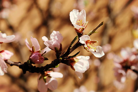 vår, blomst, gren, hage, blomster, natur, rosa, romantisk, vårblomstring, blomstrende plante, anlegg, skjønnhet i naturen, skjørhet, vekst, sårbarhet, friskhet, nærbilde, petal, våren, blomstre, blomsterhodet, tre, fokusere på forgrunnen, dag, ingen folk, inflorescence, selektiv fokusering, pollen, kirsebærblomst, utendørs, kirsebærtre, 4K, CC0, offentlig domene, opphavsrett gratis