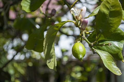 lemon, fruit, tree, growth, plant, food, food and drink, leaf, green color, freshness, plant part, healthy eating, focus on foreground, close-up, day, nature, beauty in nature, no people, branch, wellbeing, outdoors, ripe, 4K, CC0, public domain, royalty free