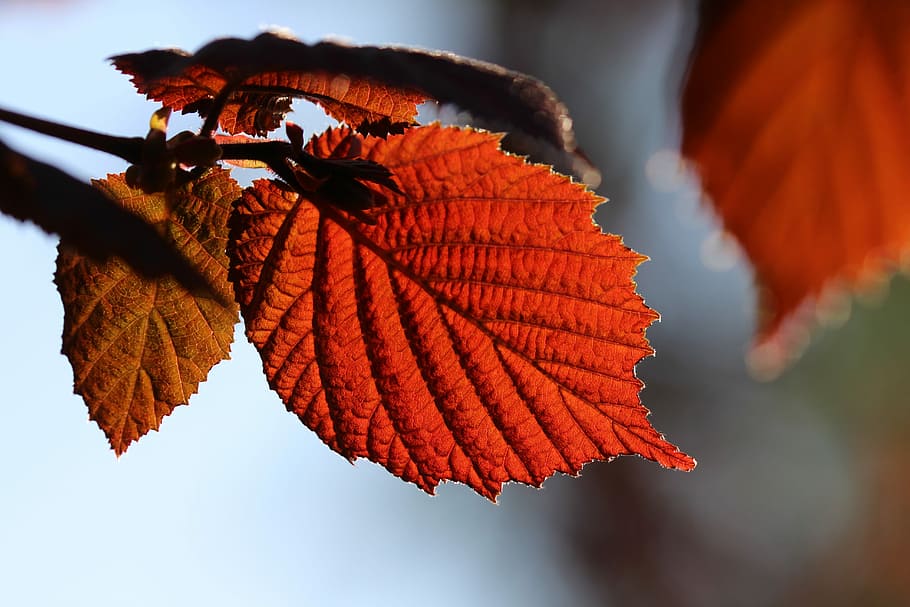 Blatt, Haselnuss, Gegenlicht, Walnuss-Haselnussblatt, Herbst, keine Leute, draußen, Flachwinkelansicht, rot, Pflanzenteil, Nahansicht, orange Farbe, Fokus auf den Vordergrund, Veränderung, Natur, Schönheit in der Natur, Pflanze, Blattvene, Tag, Wachstum, Baum, Blätter, Verletzlichkeit, Zerbrechlichkeit, natürlicher Zustand, 5K