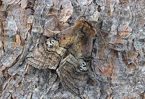 falena, macro, insetto, vicino, ala, 80, tronco d'albero, tronco, albero, nessuno, animale, temi animali, animali allo stato selvatico, strutturato, vertebrato, fauna selvatica, mammifero, natura, pianta, giorno, avvicinamento, legno - materiale, all'aperto, ruvido, un animale, fotogramma intero, abbaiare, 5K, CC0, dominio pubblico, privo di copyright