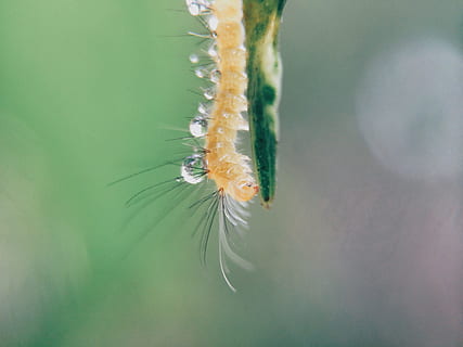 taronja, eruga, verd, tija, tancar, foto, error, insecte, full, macro, naturalesa, humit, cuc, animals a la natura, fauna animal, temes d'animals, animal, un animal, primer pla, invertebrat, cap gent, color verd, dia, planta, enfocament selectiu, fragilitat, bellesa a la natura, centrar-se en primer pla, a l'aire lliure, artròpode, 2K, CC0, domini públic, lliure de regalies