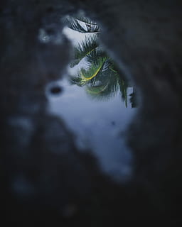 vert, reflet des arbres, flaque, feuilles de noix de coco vertes, tropical, dramatique, palmier, réflexion, eau, flaque d'eau, réflexion de l'eau, gris, foncé, ténèbres, la nuit, plante, arbre, personne, la nature, fermer, mise au point sélective, partie du corps de l'animal, mammifère, ciel, œil, journée, croissance, un animal, en plein air, tranquillité, beauté dans la nature, animal, thèmes animaux, tronc d'arbre, tronc, 4K, CC0, domaine public, libre de droits