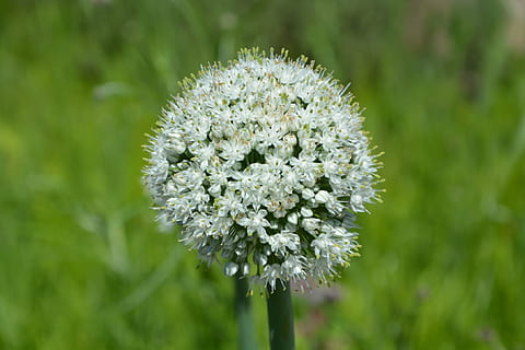 flor, campos, naturaleza, primavera, verano, pradera, campo, planta floreciendo, planta, belleza en la naturaleza, vulnerabilidad, crecimiento, fragilidad, de cerca, frescura, centrarse en primer plano, el color blanco, nadie, cabeza de flor, día, color verde, inflorescencia, al aire libre, pétalo, tranquilidad, 1080P, CC0, dominio público, libre de derechos