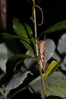 ตั๊กแตน, แมลง, arthropod, ส่วนของพืช, ใบไม้, สัตว์ในป่า, สัตว์ป่า, ใกล้ชิด, สัตว์ที่ไม่มีกระดูกสันหลัง, ปลูก, ธรรมชาติ, สัตว์หนึ่งตัว, ธีมสัตว์, สัตว์, การเจริญเติบโต, ไม่มีคน, สีเขียว, วัน, ความงามในธรรมชาติ, มุ่งเน้นไปที่เบื้องหน้า, กลางแจ้ง, ปีกสัตว์, ผีเสื้อ - แมลง, ผีเสื้อ, 4K, CC0, โดเมนสาธารณะ, ค่าลิขสิทธิ์ฟรี