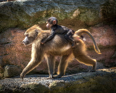 fotografía, hembra, mono, que lleva, bebé, zoo, babuino, primate, fauna silvestre, naturaleza, natural, recinto, conservación, animal, fauna animal, grupo de animales, mamífero, animales en la naturaleza, roca - objeto, sólido, rock, dos animales, animal joven, nadie, vertebrado, familia de animales, unión, al aire libre, 4K, CC0, dominio público, libre de derechos