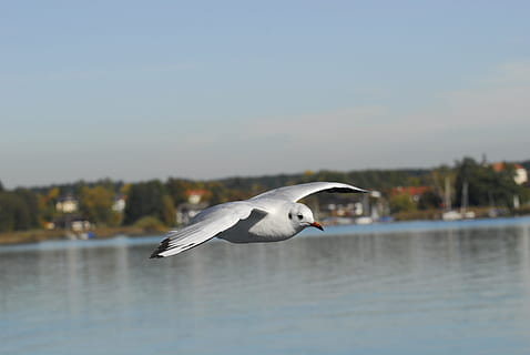 movimento, volare, senza peso, alleviare, uccelli, natura, uccello, ala, cielo, mondo animale, lago, Baviera, chiemsee, volo, animale, gabbiano, vicino, zoom, seevogel, uccello acquatico, un animale, animali allo stato selvatico, temi animali, acqua, fauna selvatica, cielo sereno, vertebrato, ali spiegate, volante, concentrarsi sulle conoscenze acquisite, lungomare, nessuno, giorno, mezz'aria, mare, all'aperto, 4K