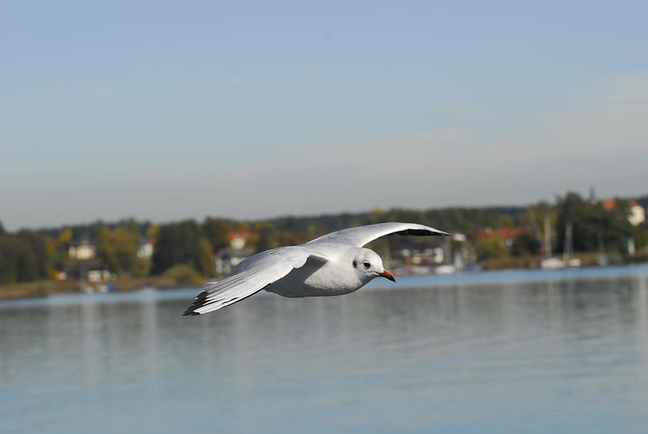 movimento, volare, senza peso, alleviare, uccelli, natura, uccello, ala, cielo, mondo animale, lago, Baviera, chiemsee, volo, animale, gabbiano, vicino, zoom, seevogel, uccello acquatico, un animale, animali allo stato selvatico, temi animali, acqua, fauna selvatica, cielo sereno, vertebrato, ali spiegate, volante, concentrarsi sulle conoscenze acquisite, lungomare, nessuno, giorno, mezz'aria, mare, all'aperto, 4K
